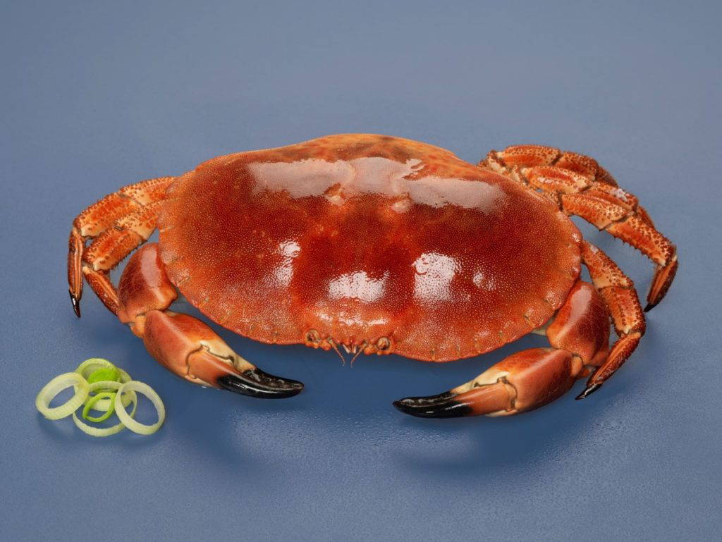 Cooked edible crab